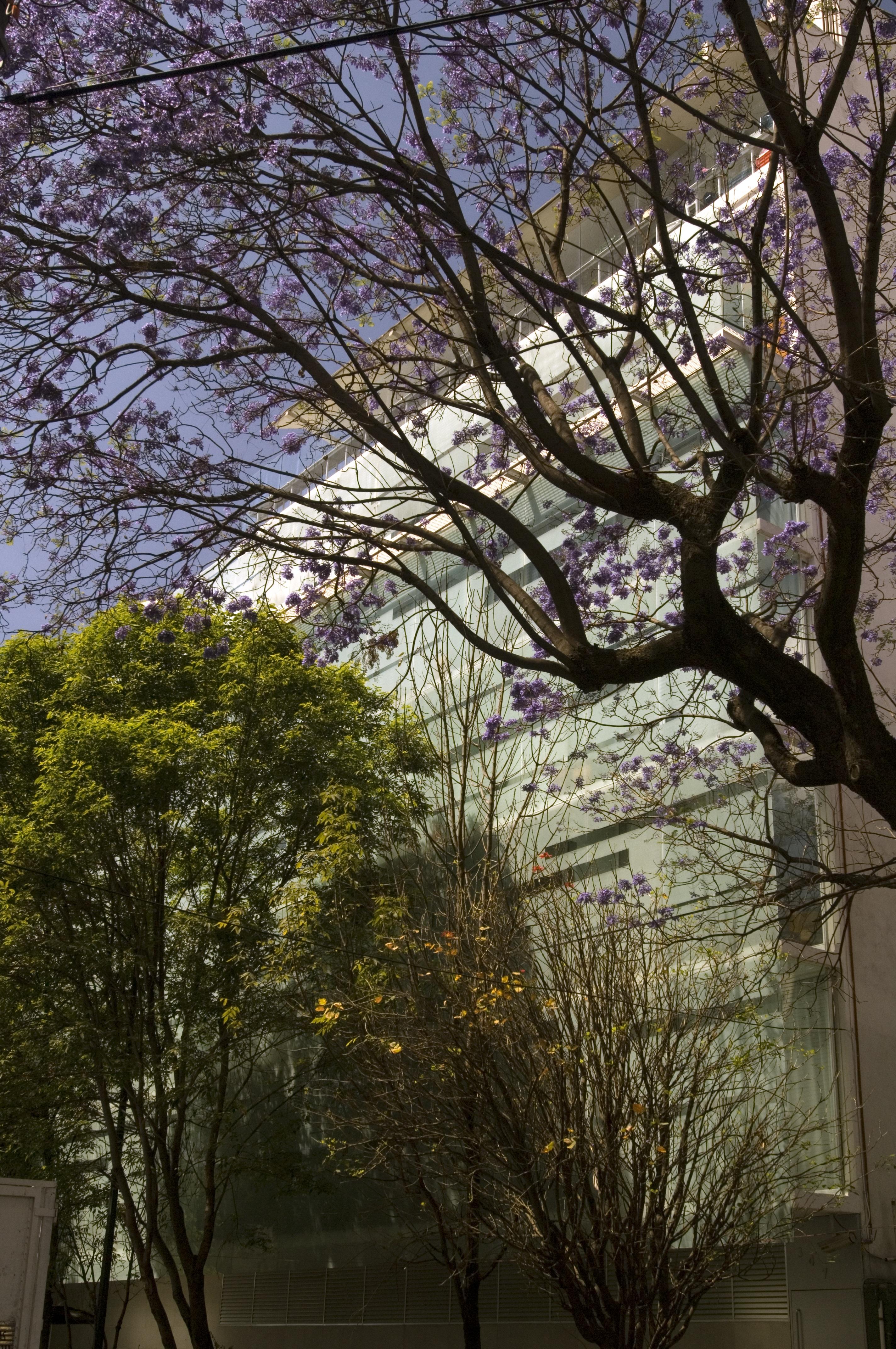 Habita, Mexico City, A Member Of Design Hotels Exterior foto
